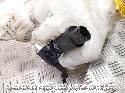 View Auto part Washer Bottle JEEP CHEROKEE 2009